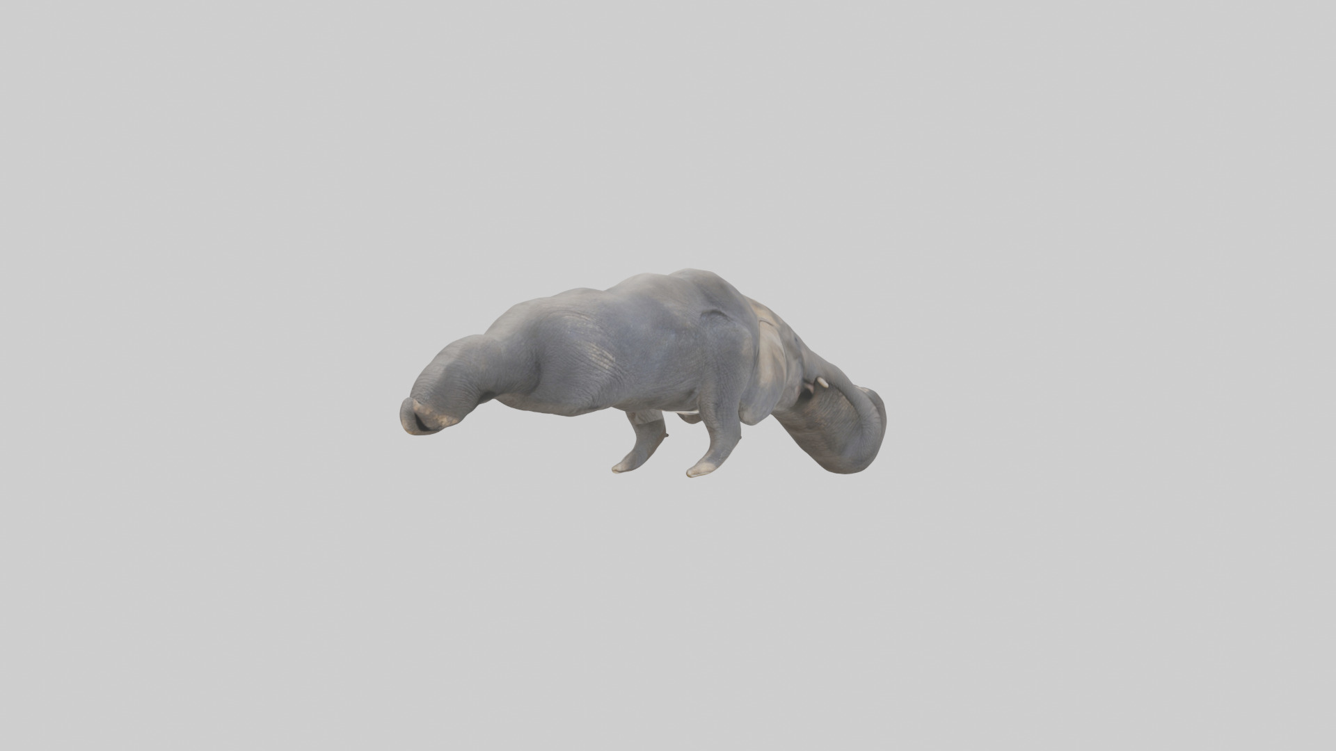 Elephant Trunk Low-poly 3D model_7