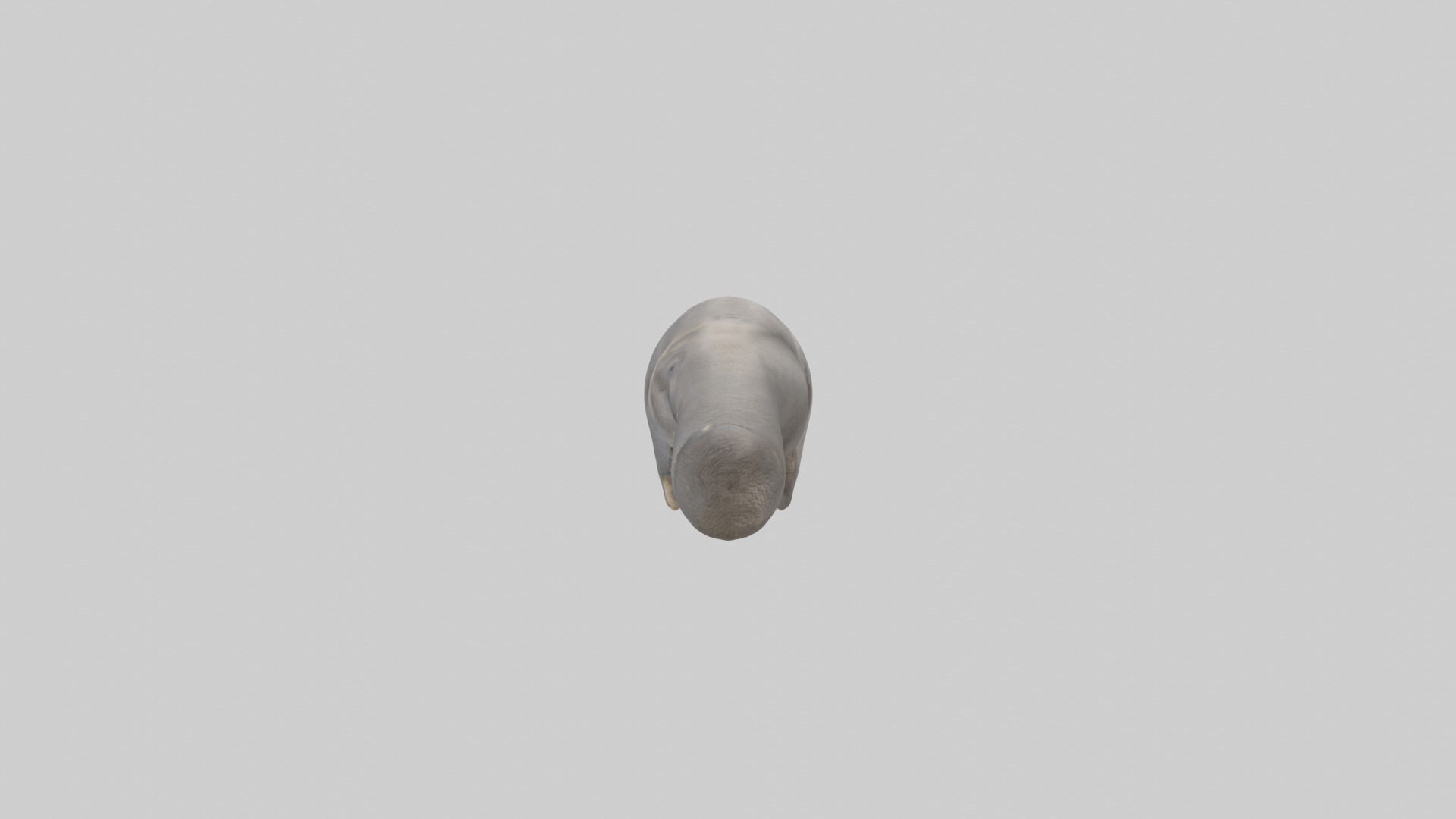 Elephant Trunk Low-poly 3D model_12