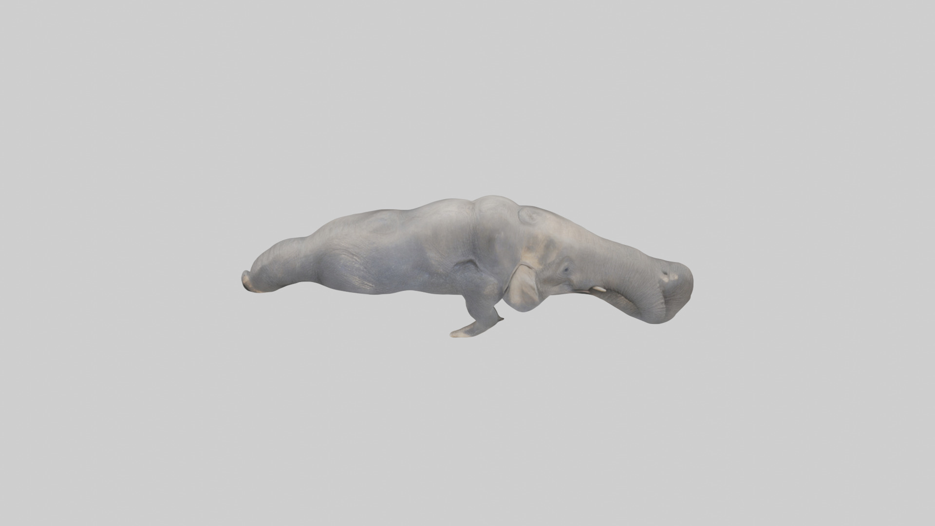 Elephant Trunk Low-poly 3D model_16