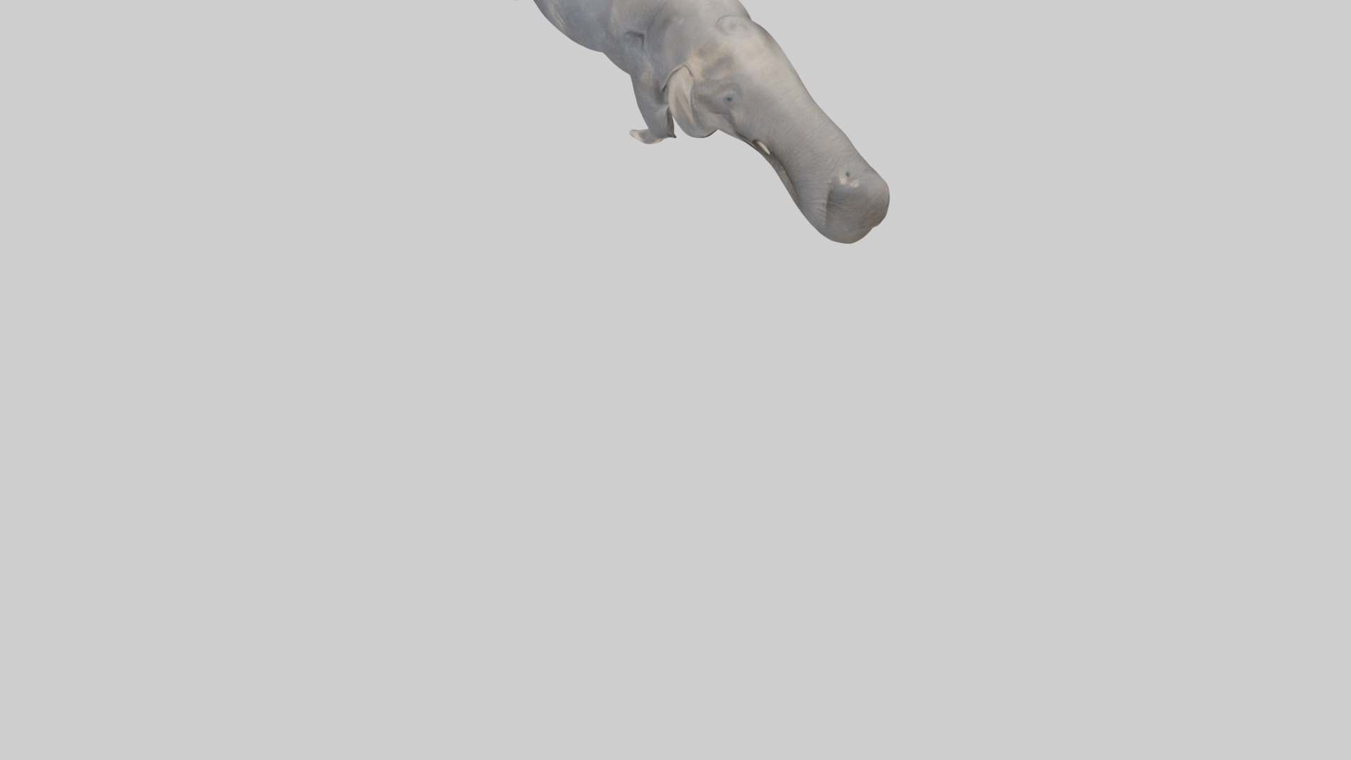 Elephant Trunk Low-poly 3D model_5