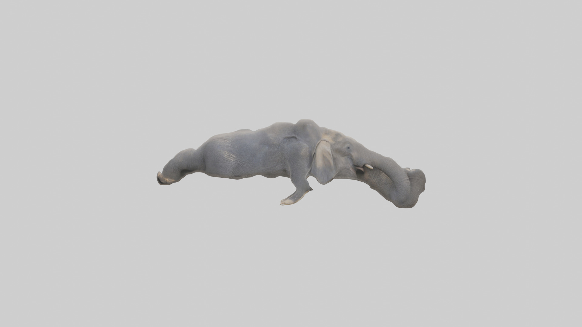 Elephant Trunk Low-poly 3D model_9