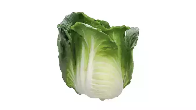 lettuce 