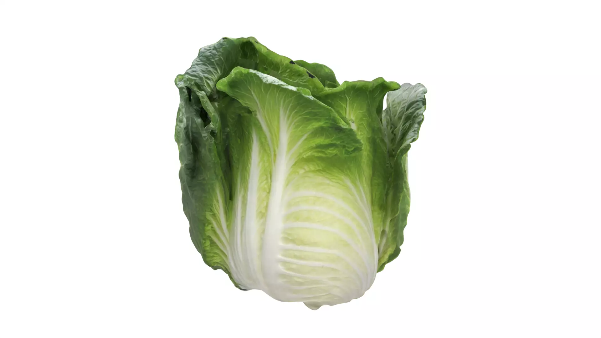 lettuce  Low-poly 3D model_0