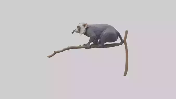 Emperor Tamarin perched model