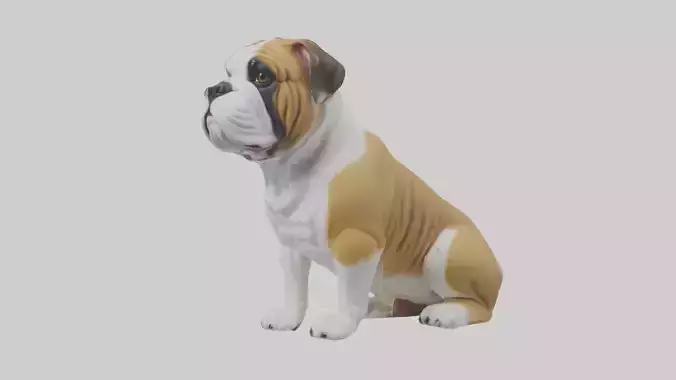 English Bulldog sitting model