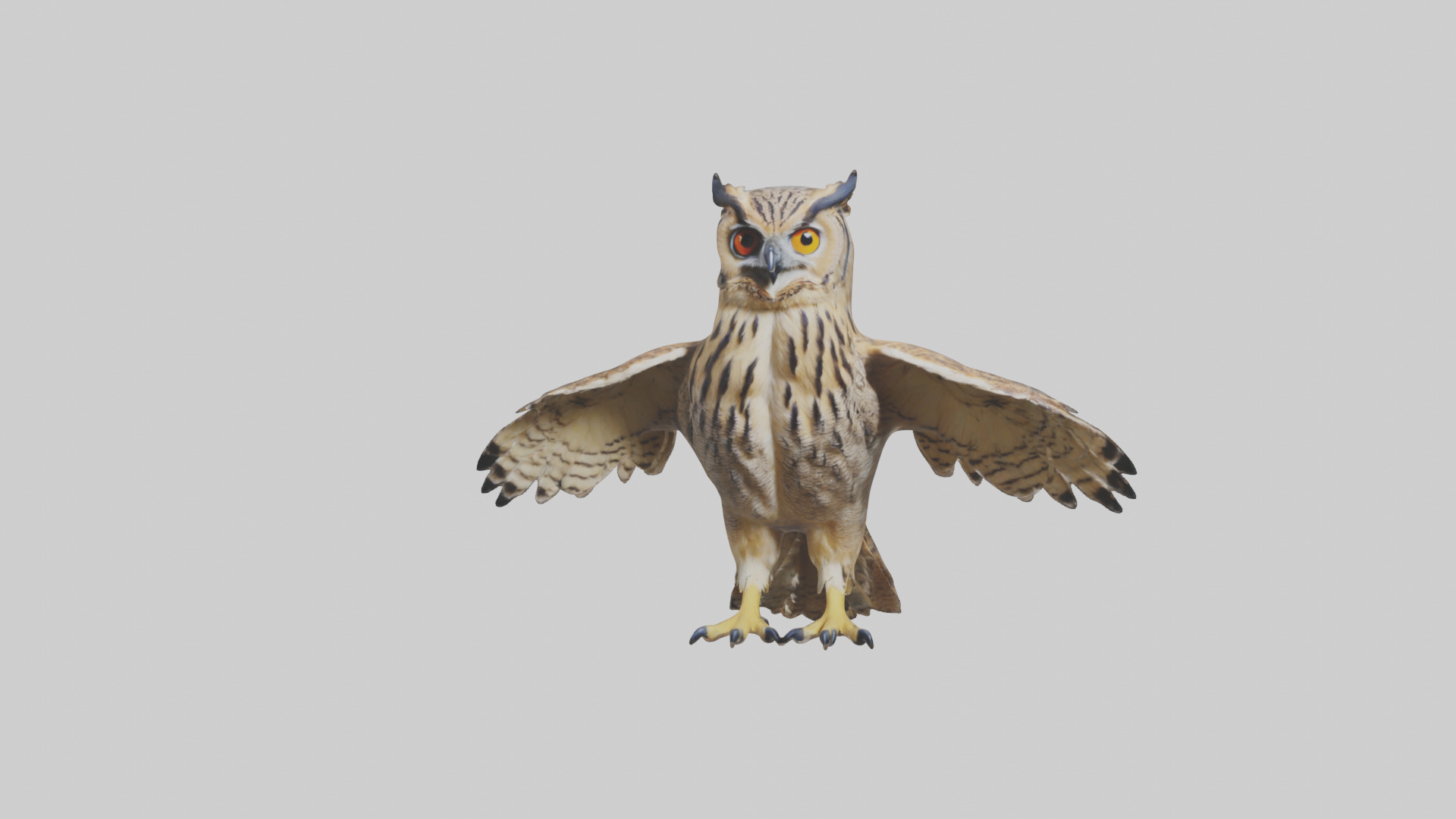 Eurasian Eagle Owl perching model Low-poly 3D model_13
