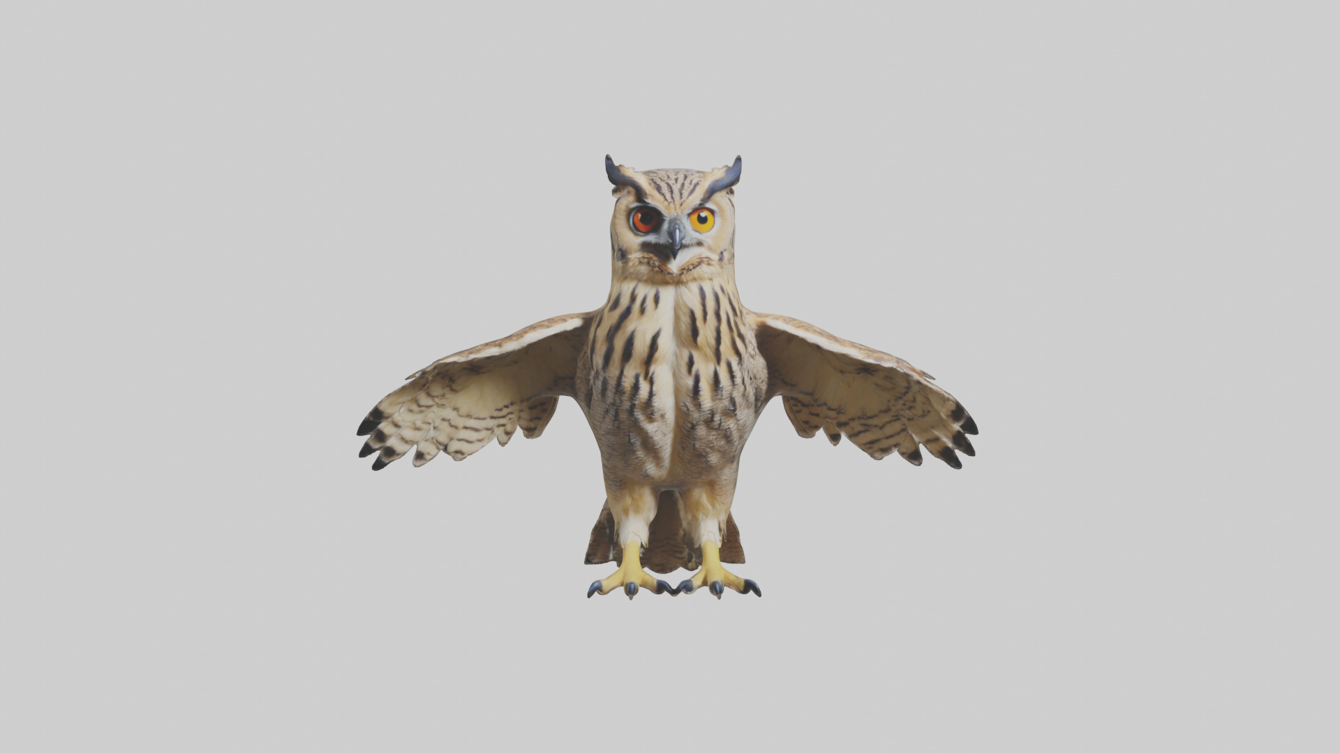 Eurasian Eagle Owl perching model Low-poly 3D model_19