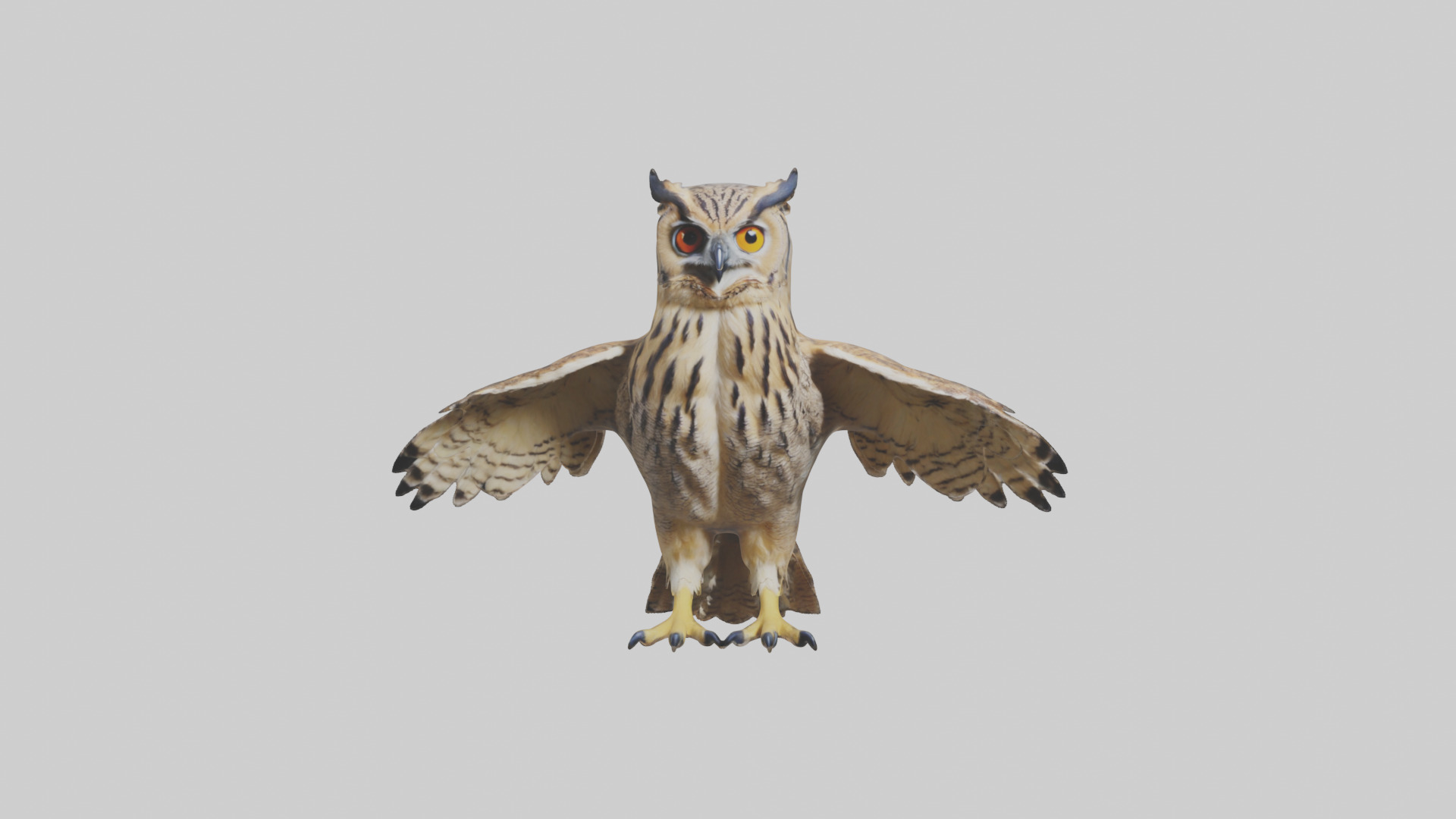 Eurasian Eagle Owl perching model Low-poly 3D model_14