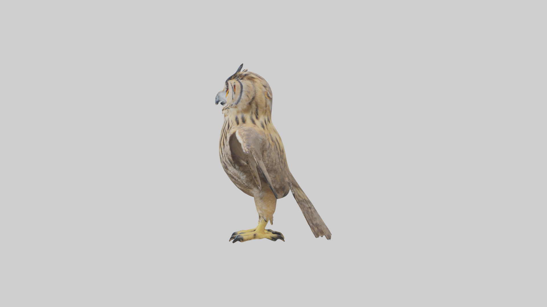Eurasian Eagle Owl perching model Low-poly 3D model_22