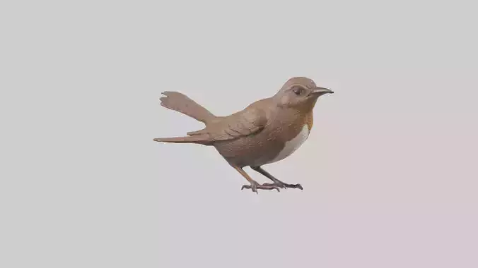Eurasian Wren statue model