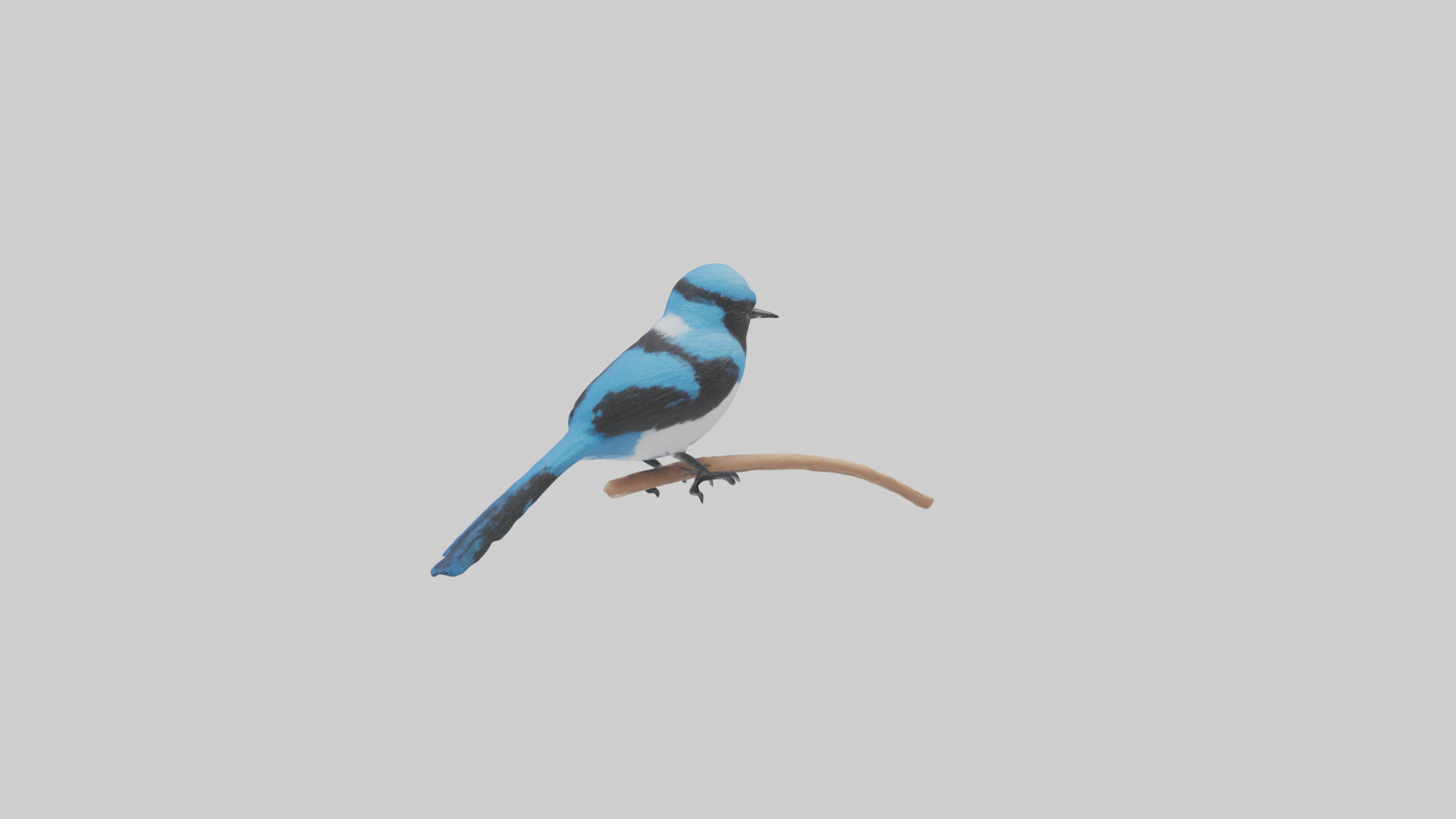 Fairy Wren perched model Low-poly 3D model_2