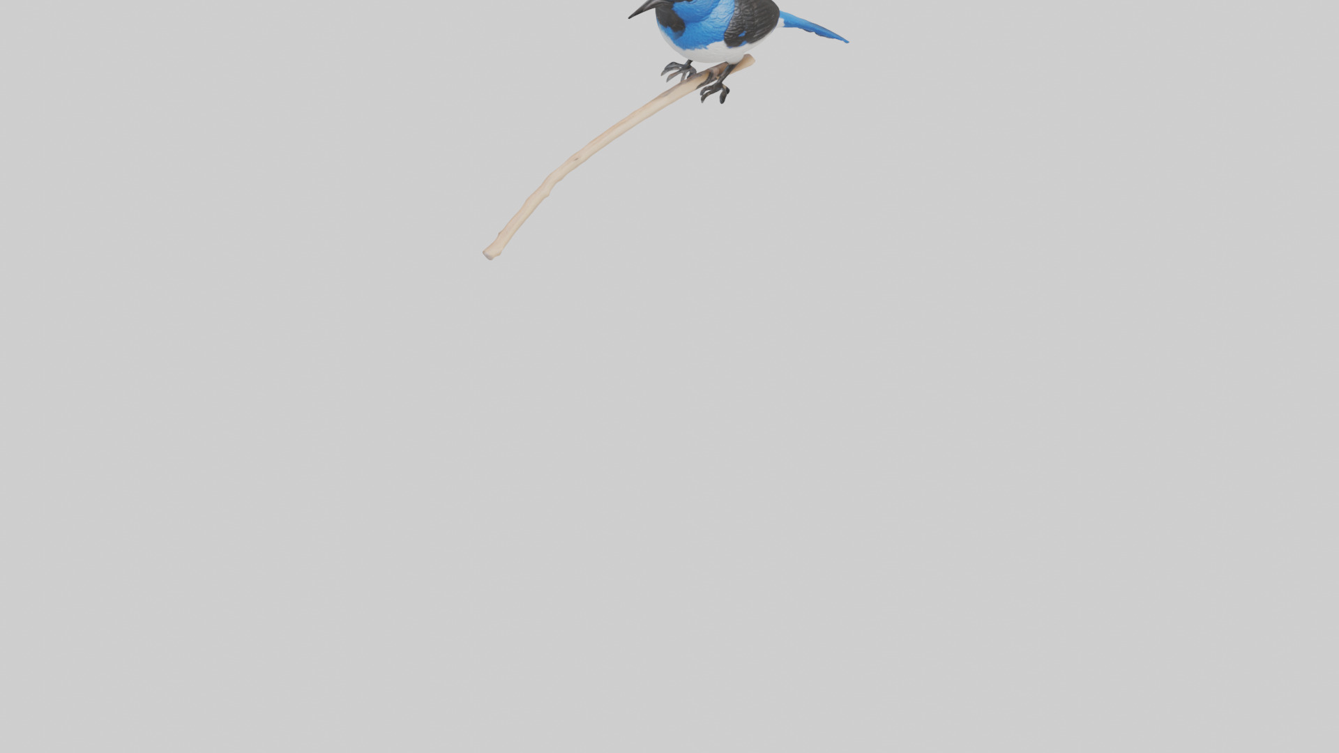 Fairy Wren perched model Low-poly 3D model_6