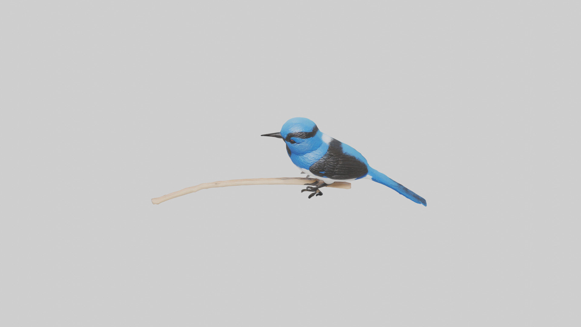 Fairy Wren perched model Low-poly 3D model_26