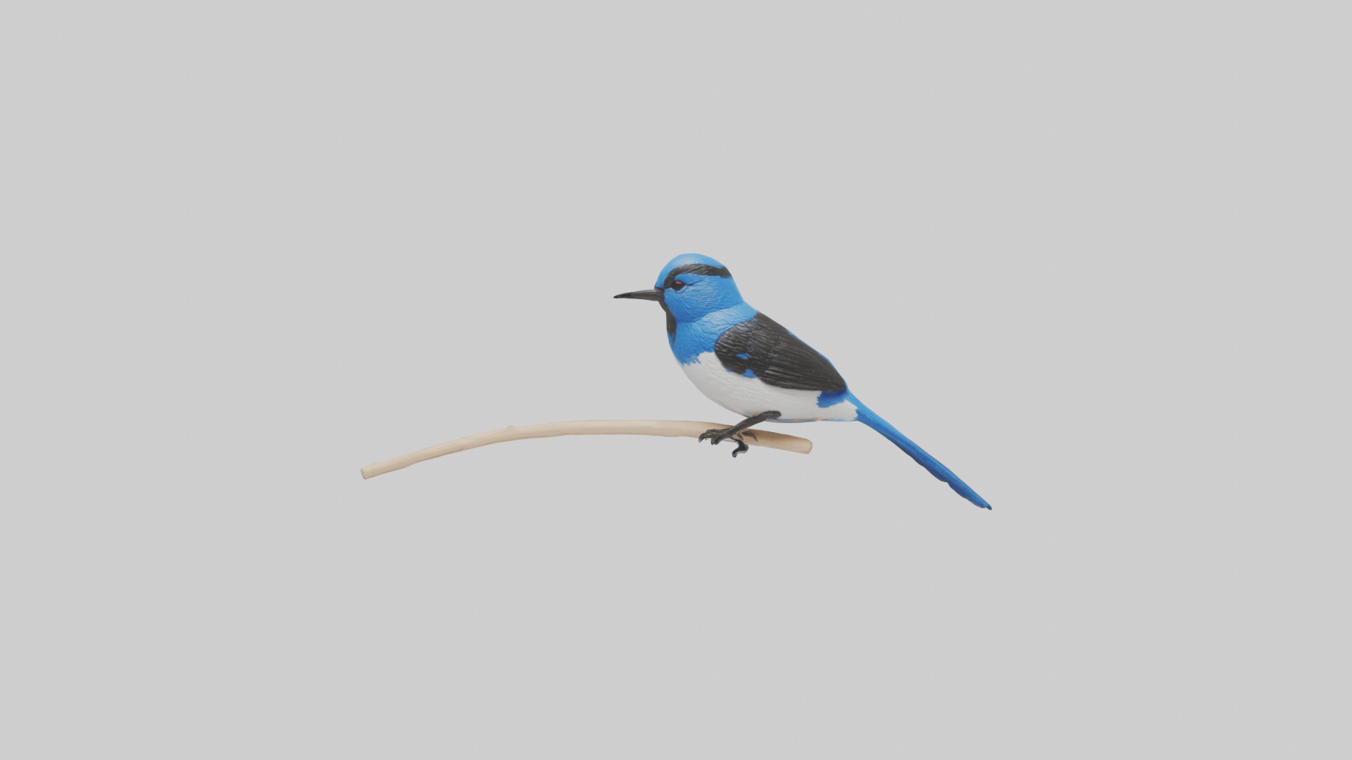 Fairy Wren perched model Low-poly 3D model_14