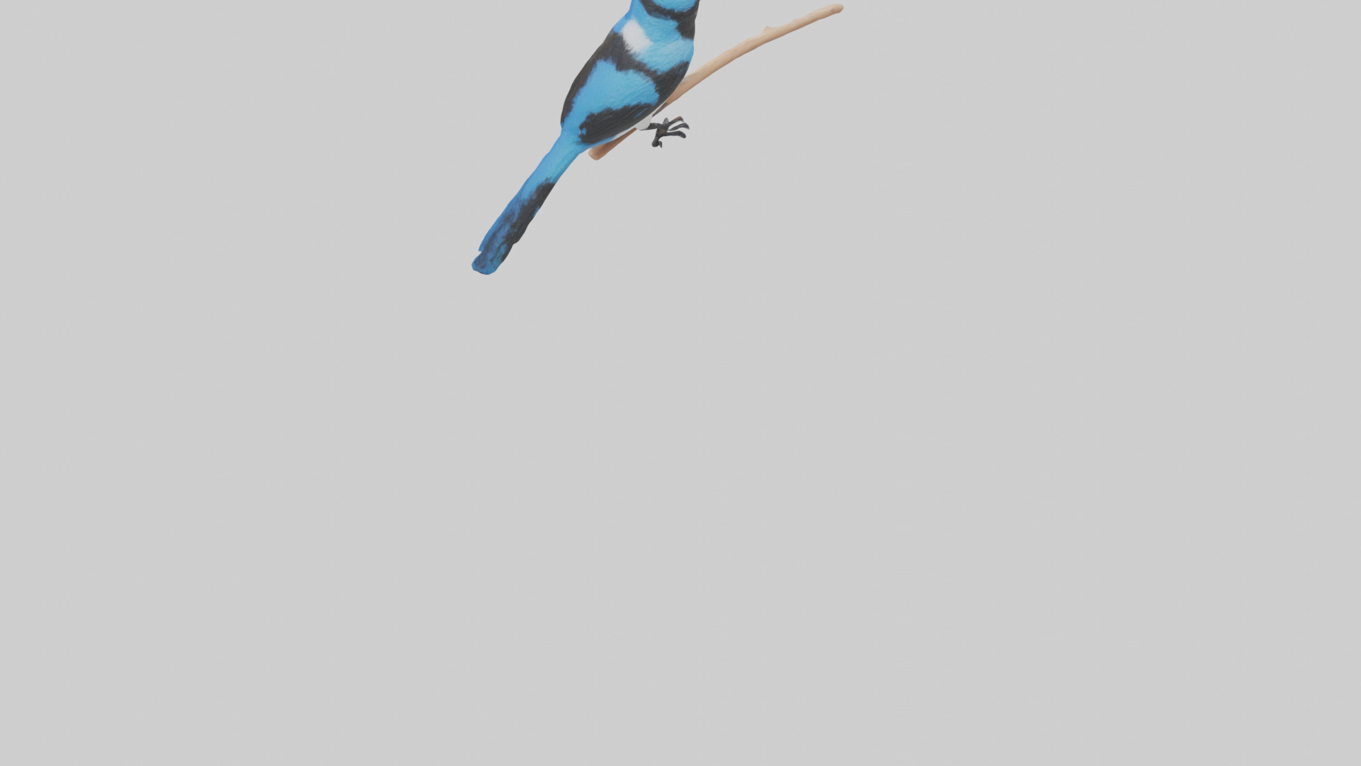 Fairy Wren perched model Low-poly 3D model_3