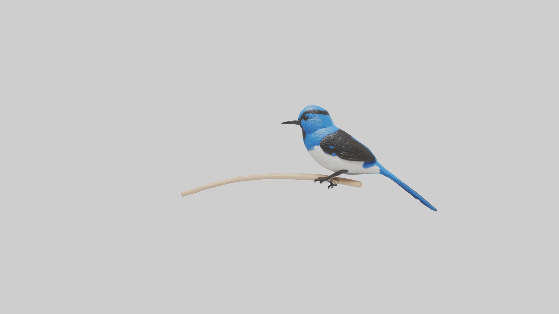 Fairy Wren perched model Low-poly 3D model_13