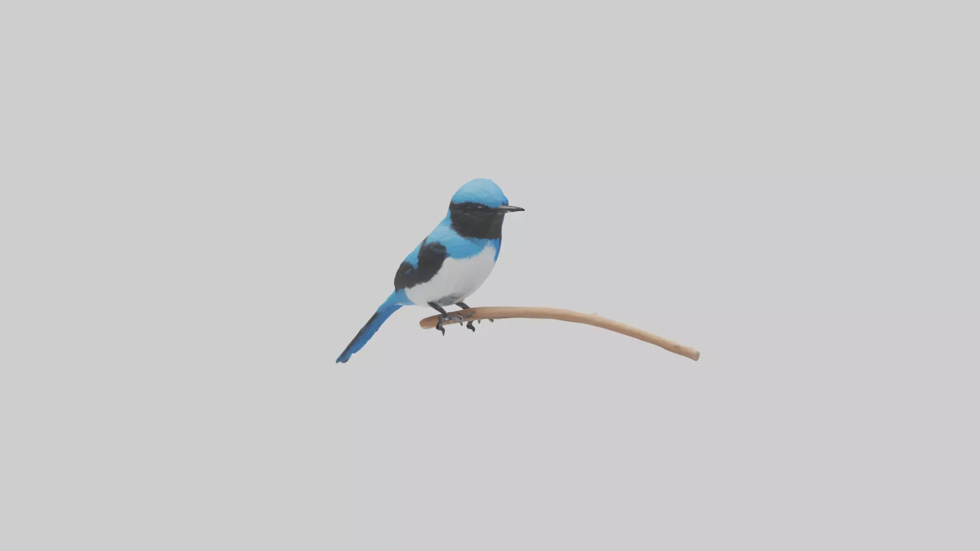 Fairy Wren perched model Low-poly 3D model_0