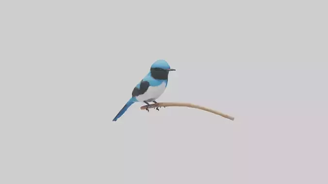 Fairy Wren perched model