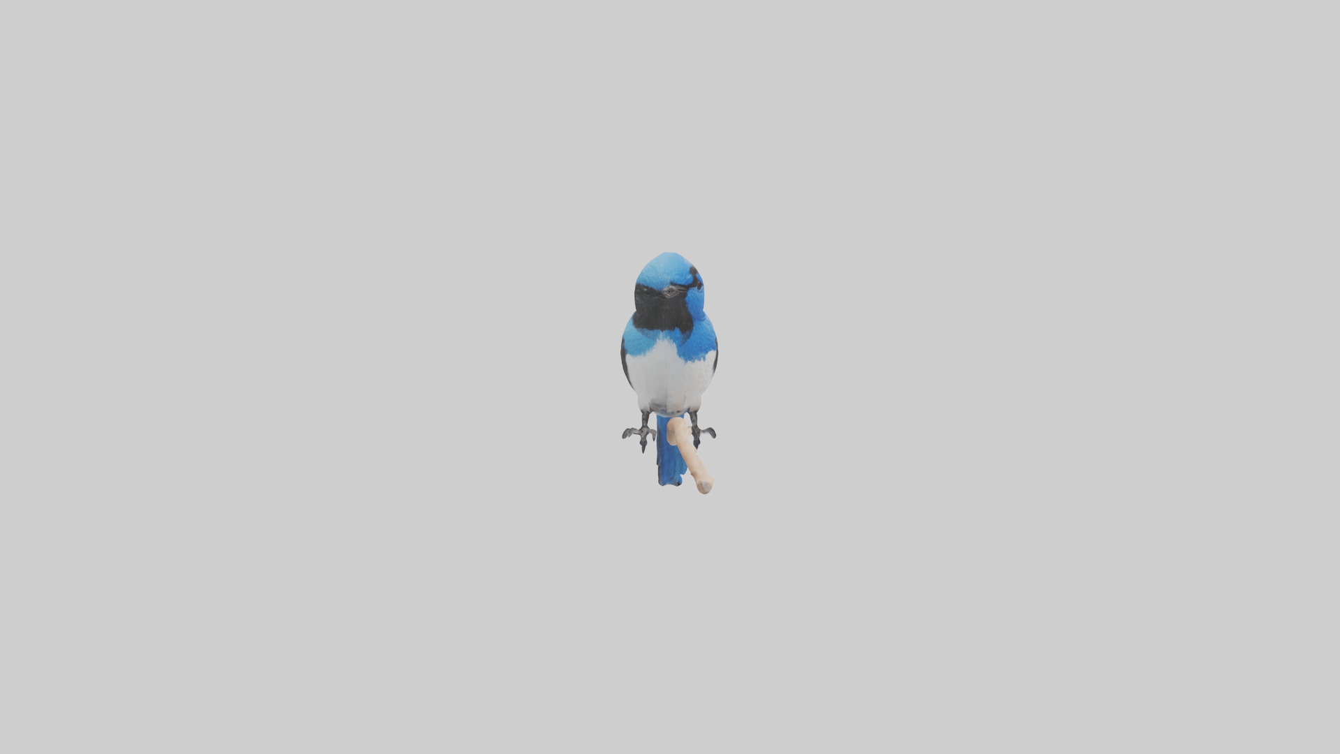 Fairy Wren perched model Low-poly 3D model_23
