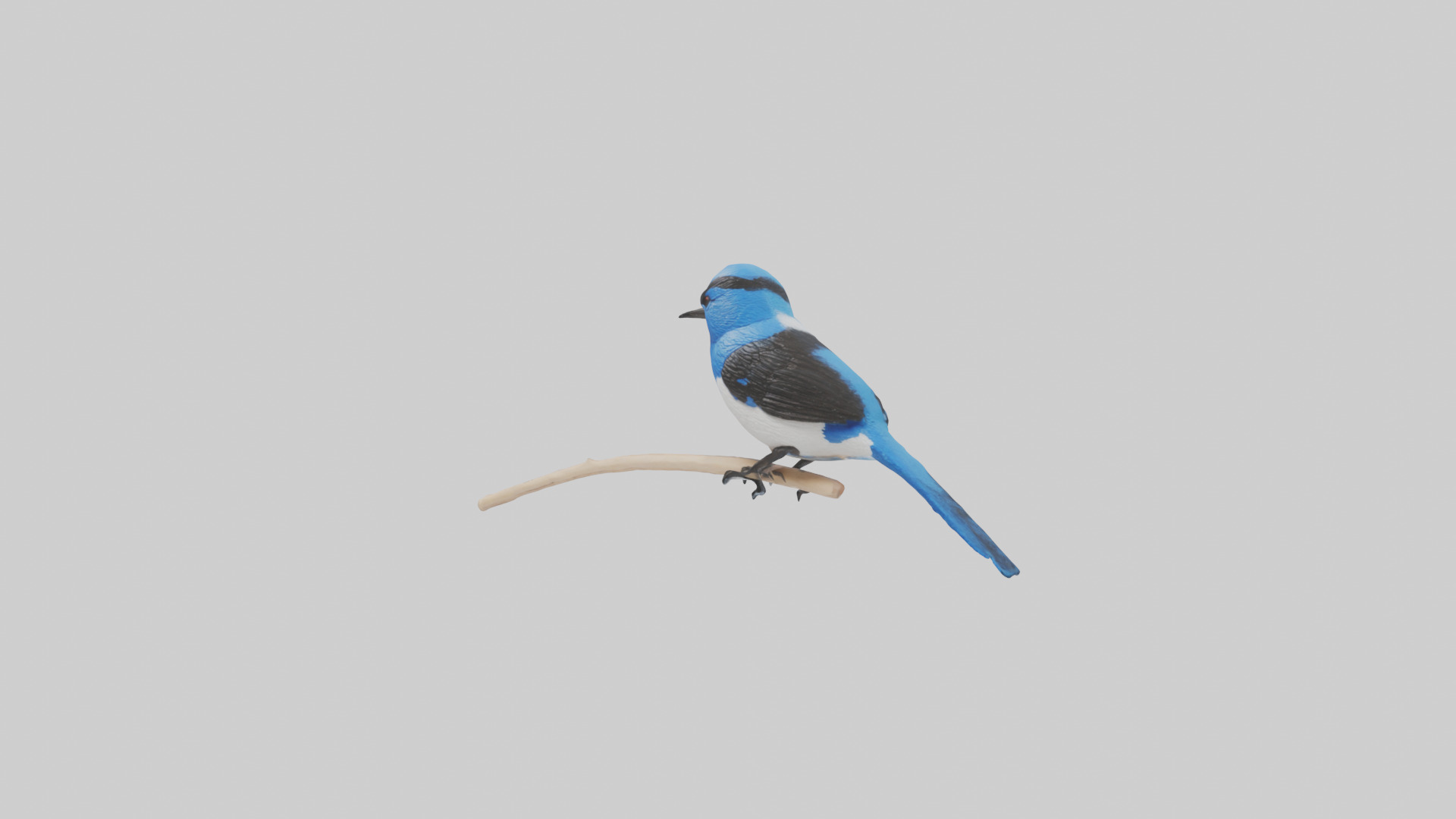 Fairy Wren perched model Low-poly 3D model_8