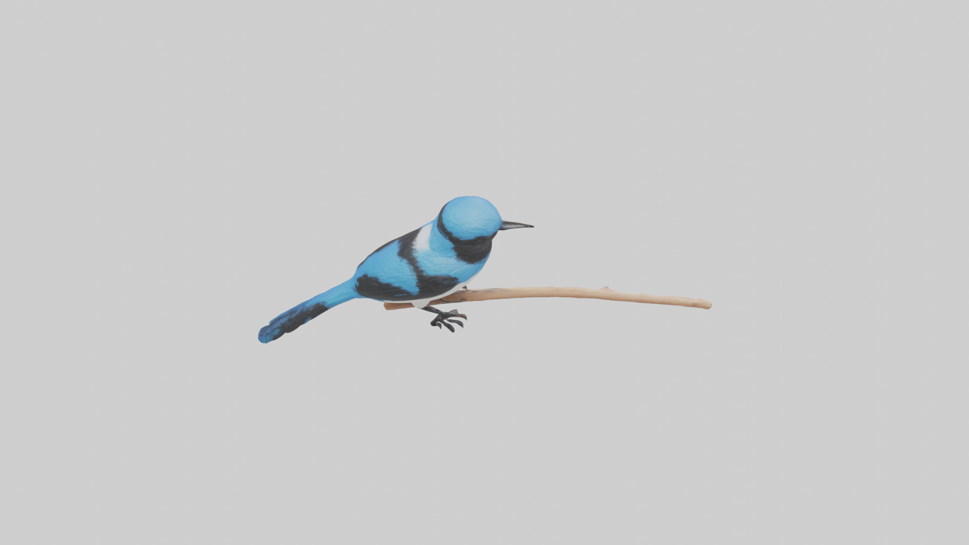 Fairy Wren perched model Low-poly 3D model_25