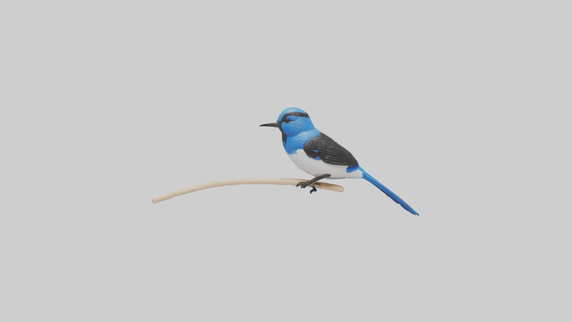 Fairy Wren perched model Low-poly 3D model_10
