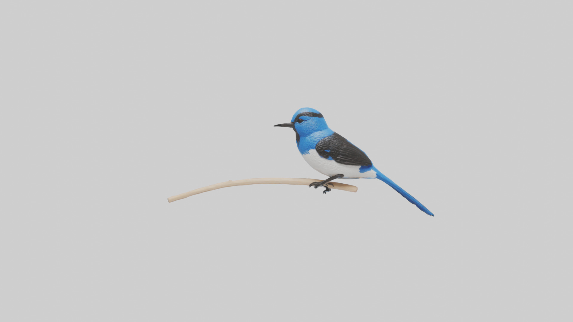 Fairy Wren perched model Low-poly 3D model_12