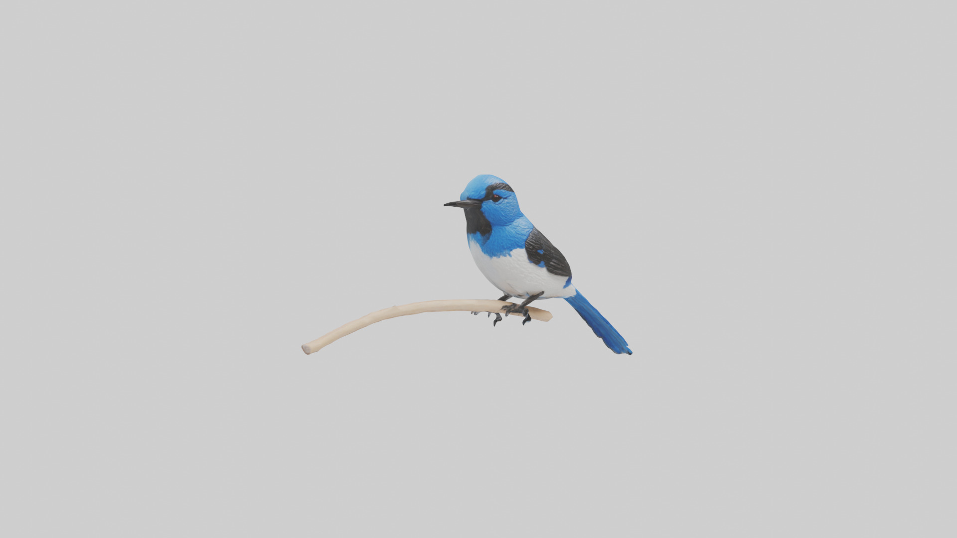 Fairy Wren perched model Low-poly 3D model_7