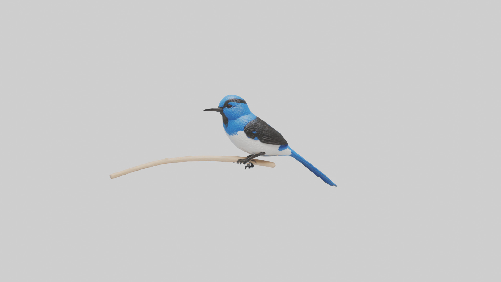 Fairy Wren perched model Low-poly 3D model_18
