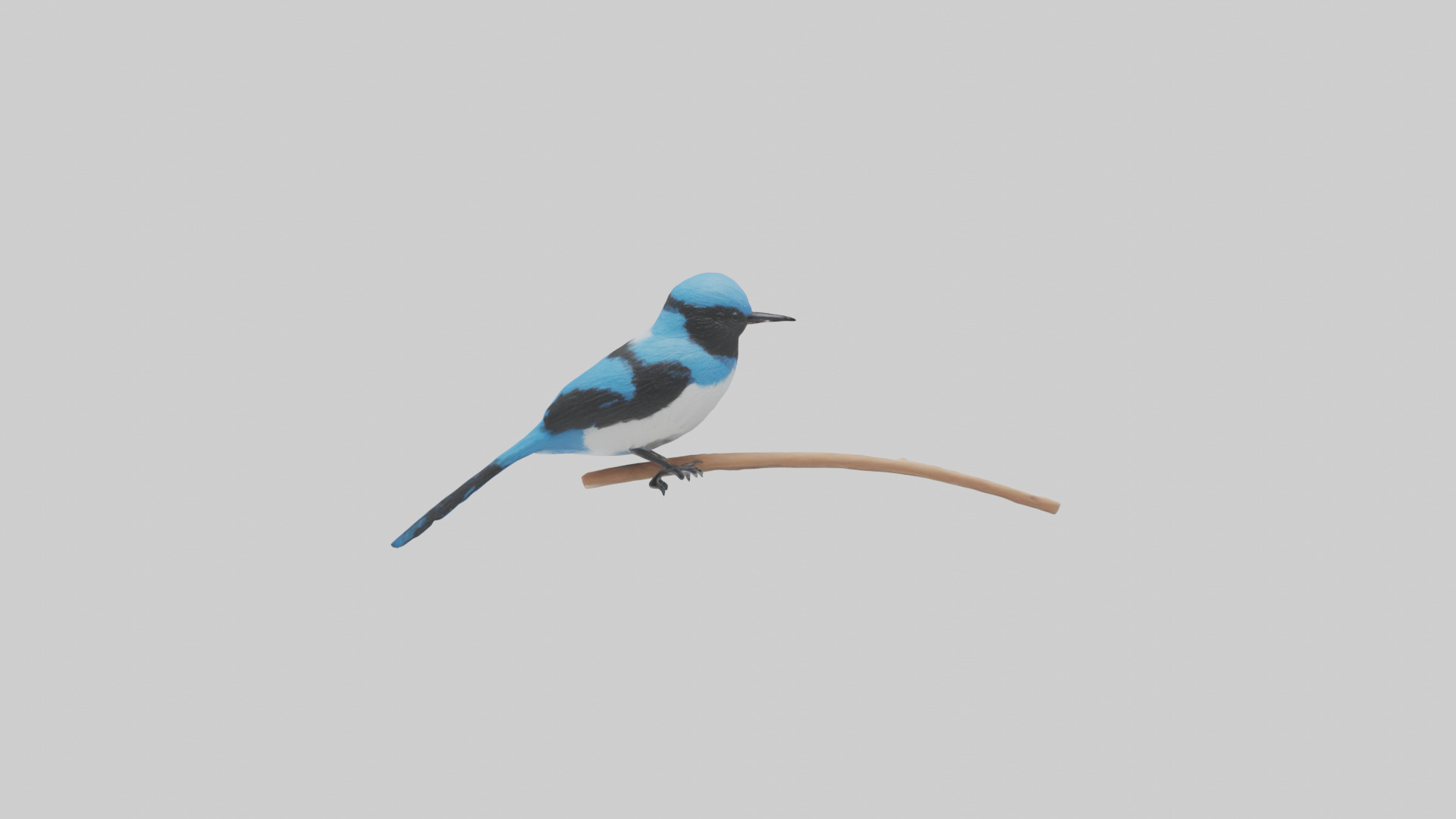 Fairy Wren perched model Low-poly 3D model_1
