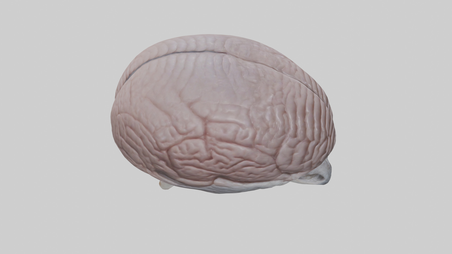 Falcon Brain Low-poly 3D model_28
