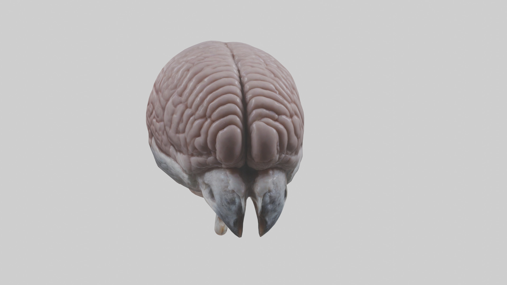 Falcon Brain Low-poly 3D model_18