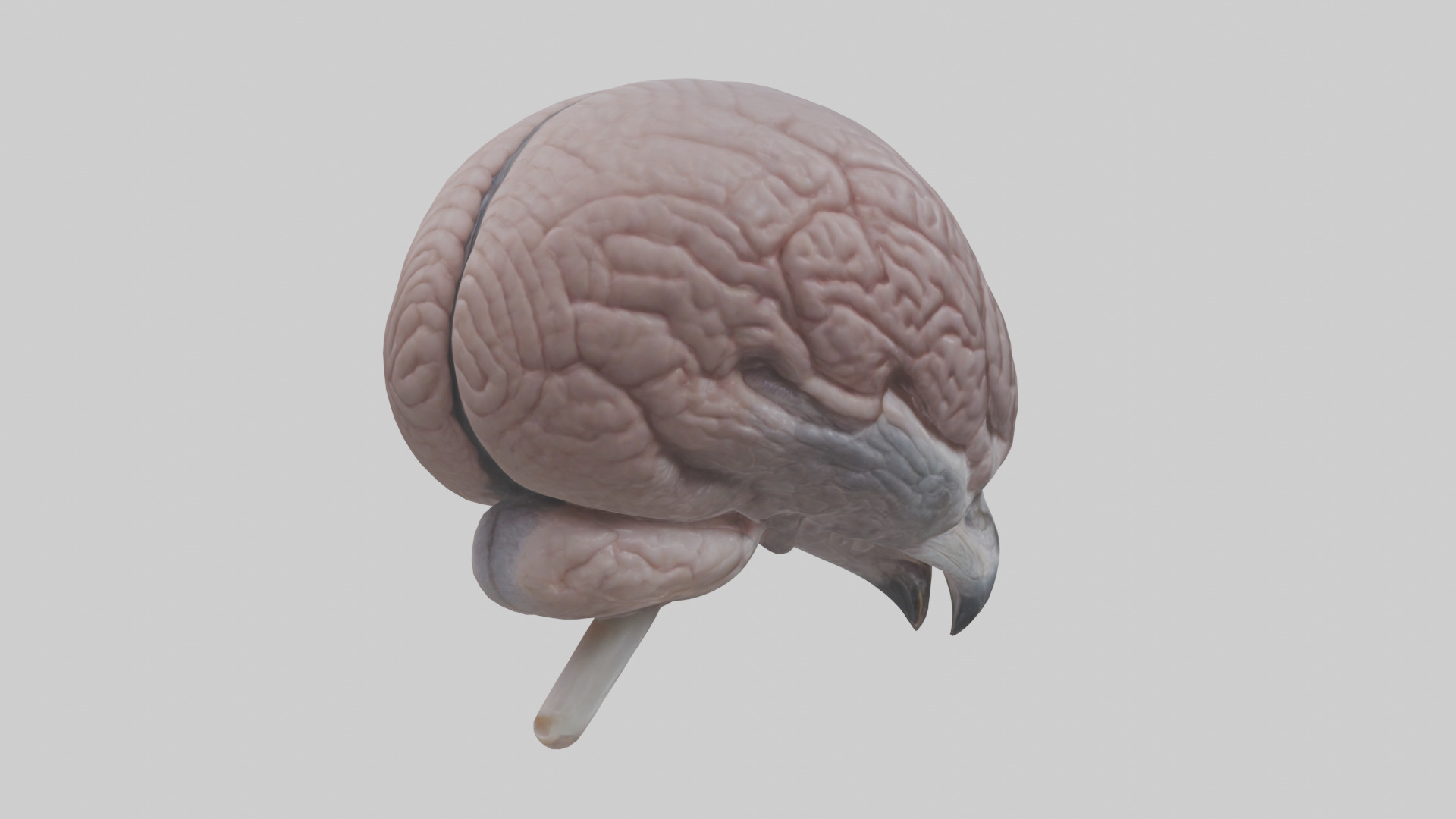 Falcon Brain Low-poly 3D model_3