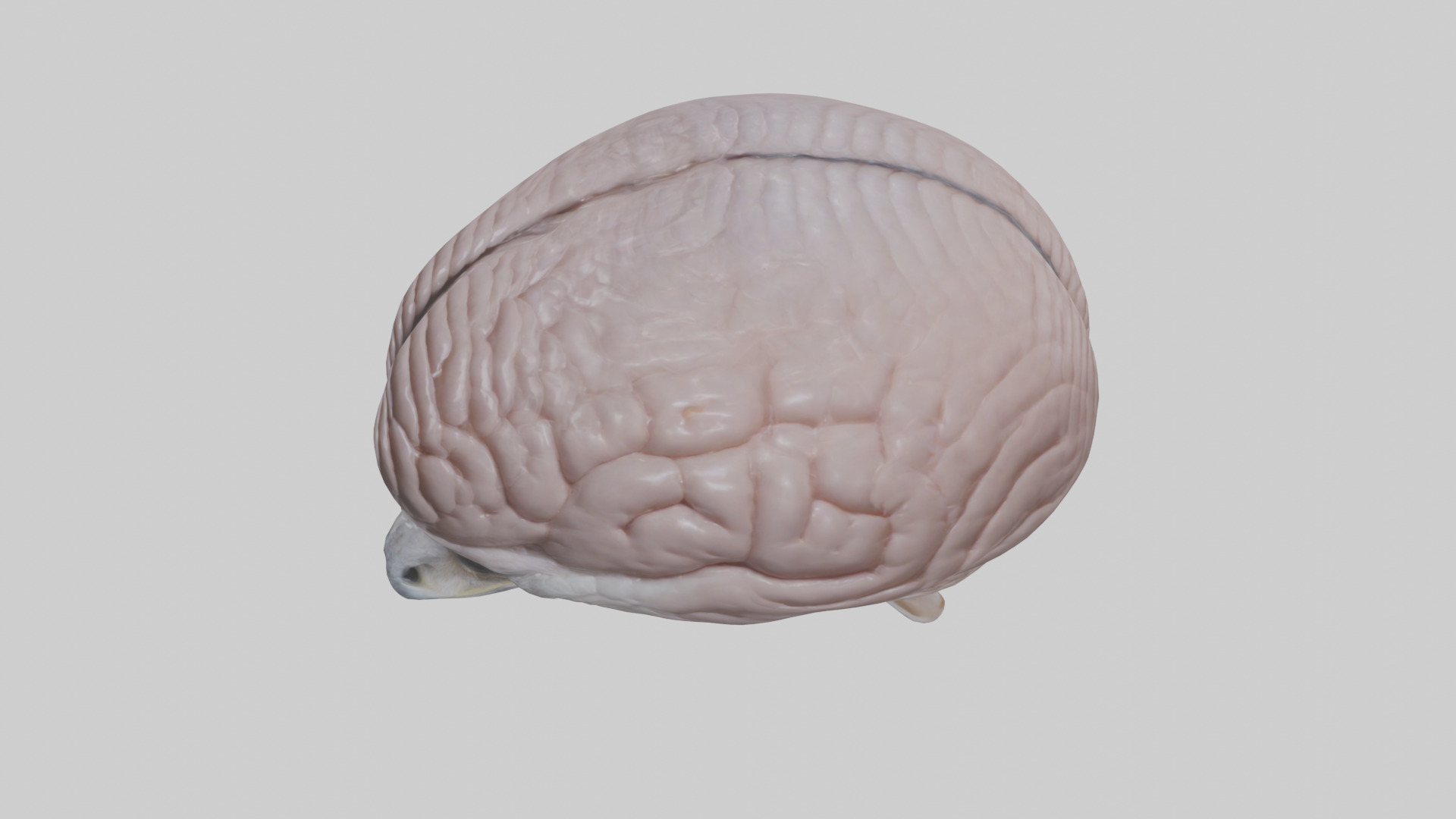Falcon Brain Low-poly 3D model_27