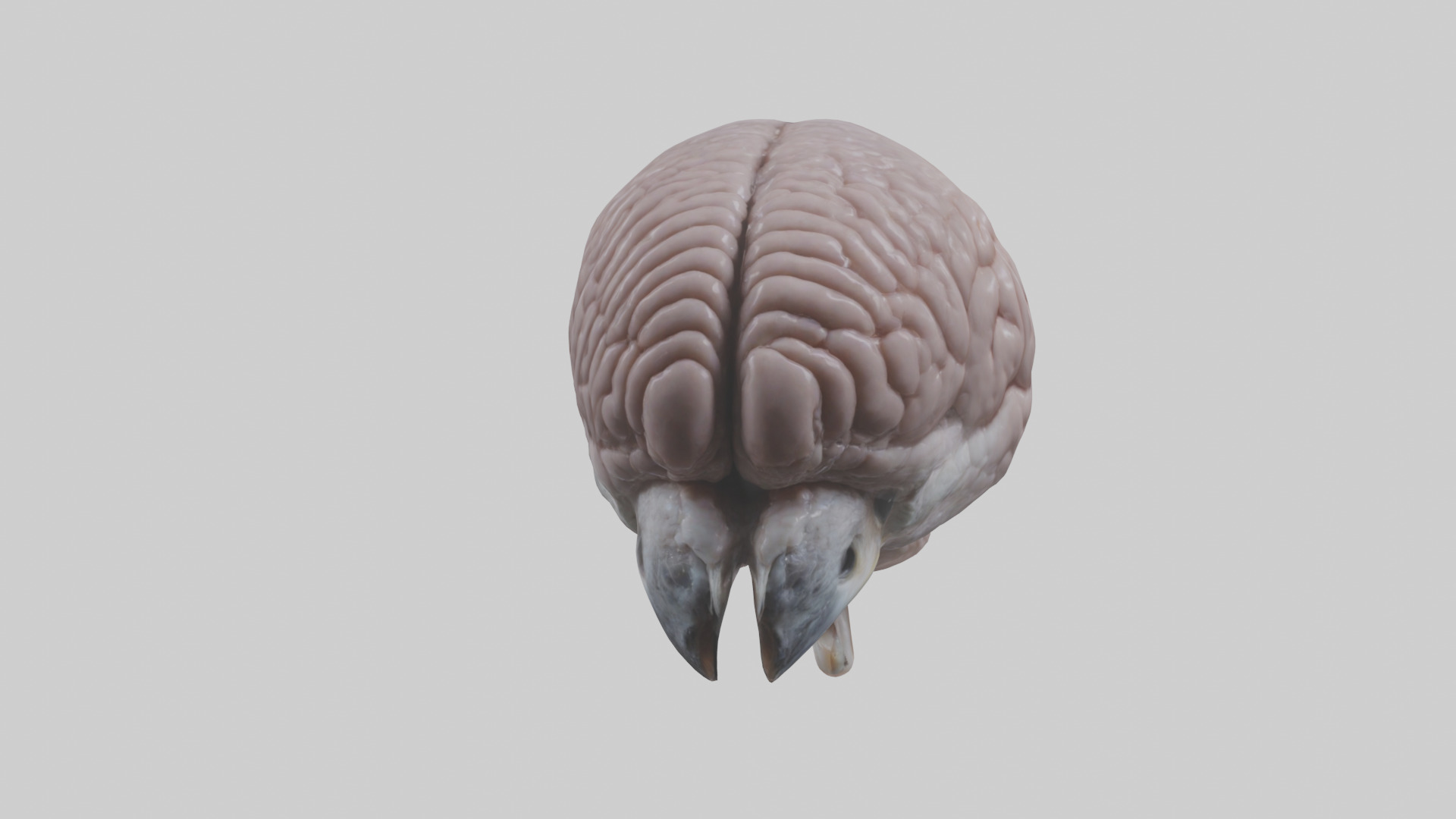 Falcon Brain Low-poly 3D model_13