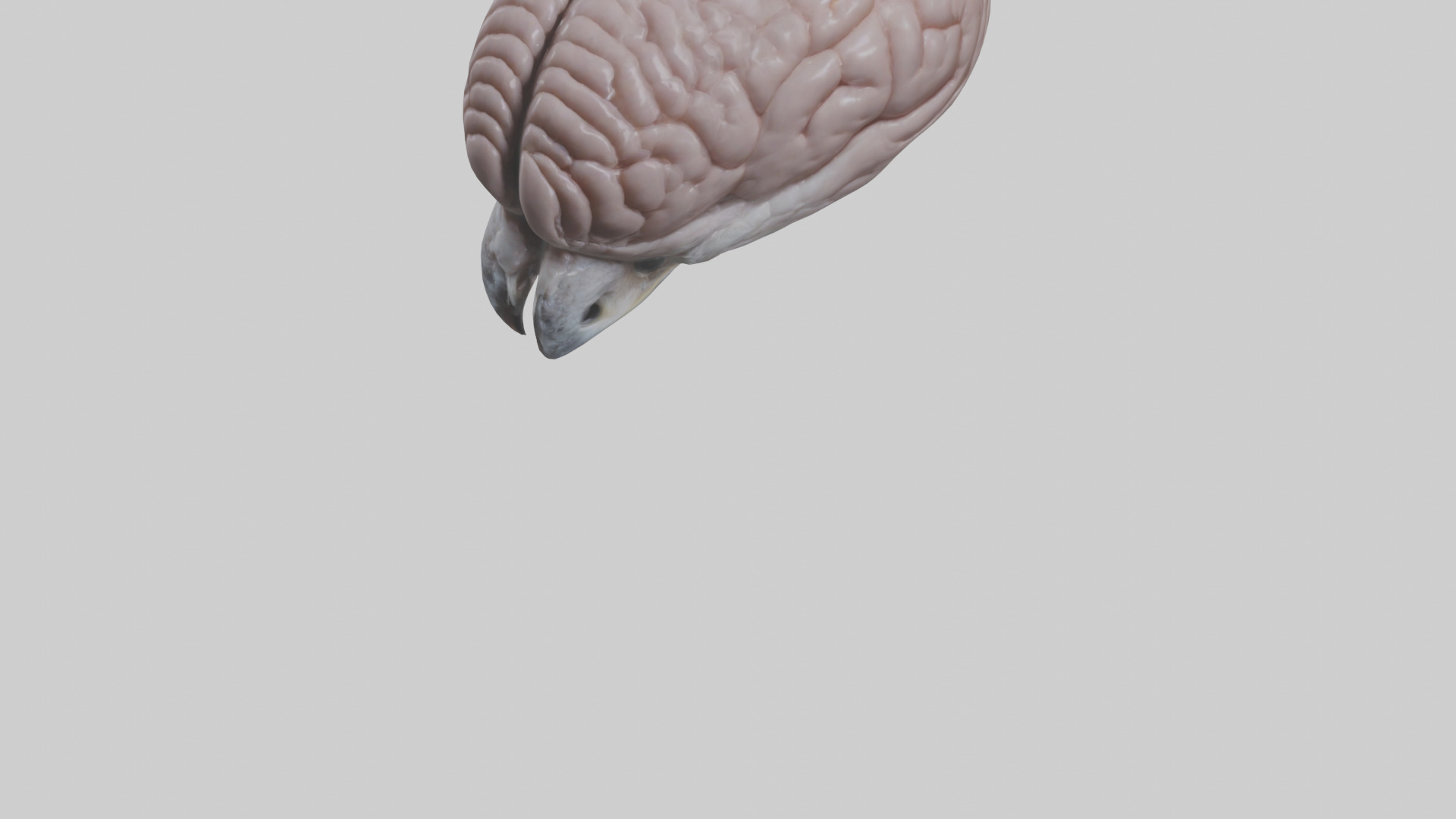 Falcon Brain Low-poly 3D model_6