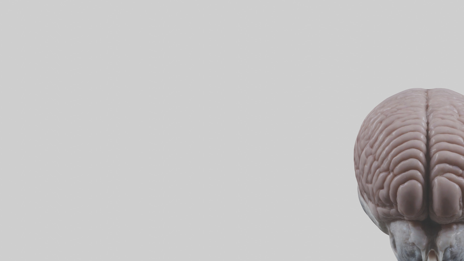 Falcon Brain Low-poly 3D model_21