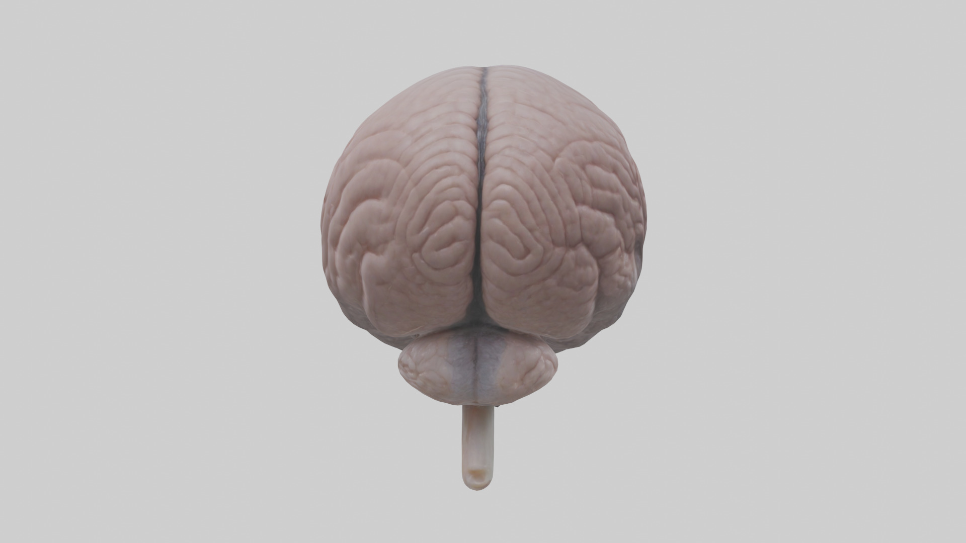 Falcon Brain Low-poly 3D model_1