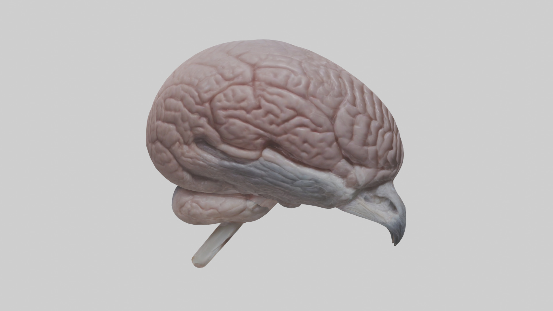 Falcon Brain Low-poly 3D model_23