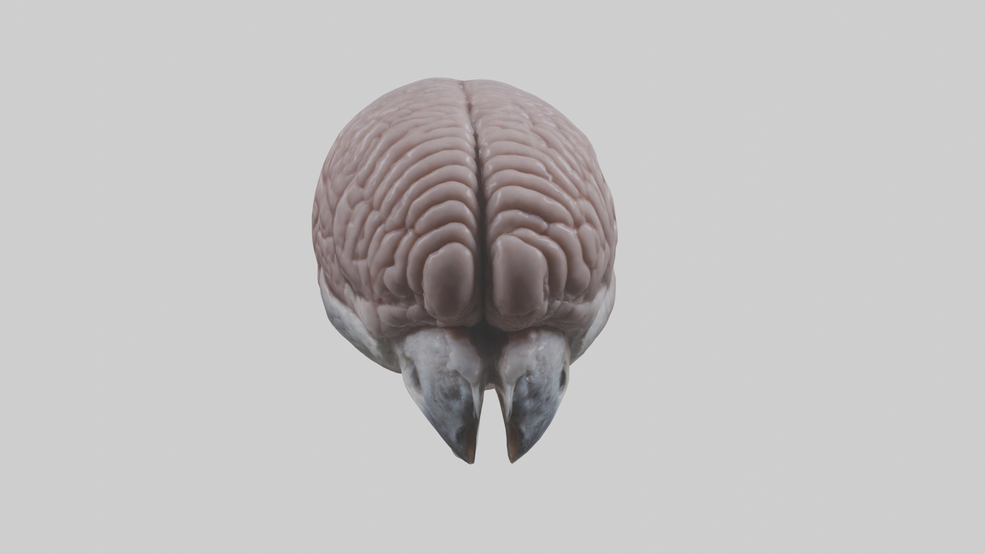 Falcon Brain Low-poly 3D model_17