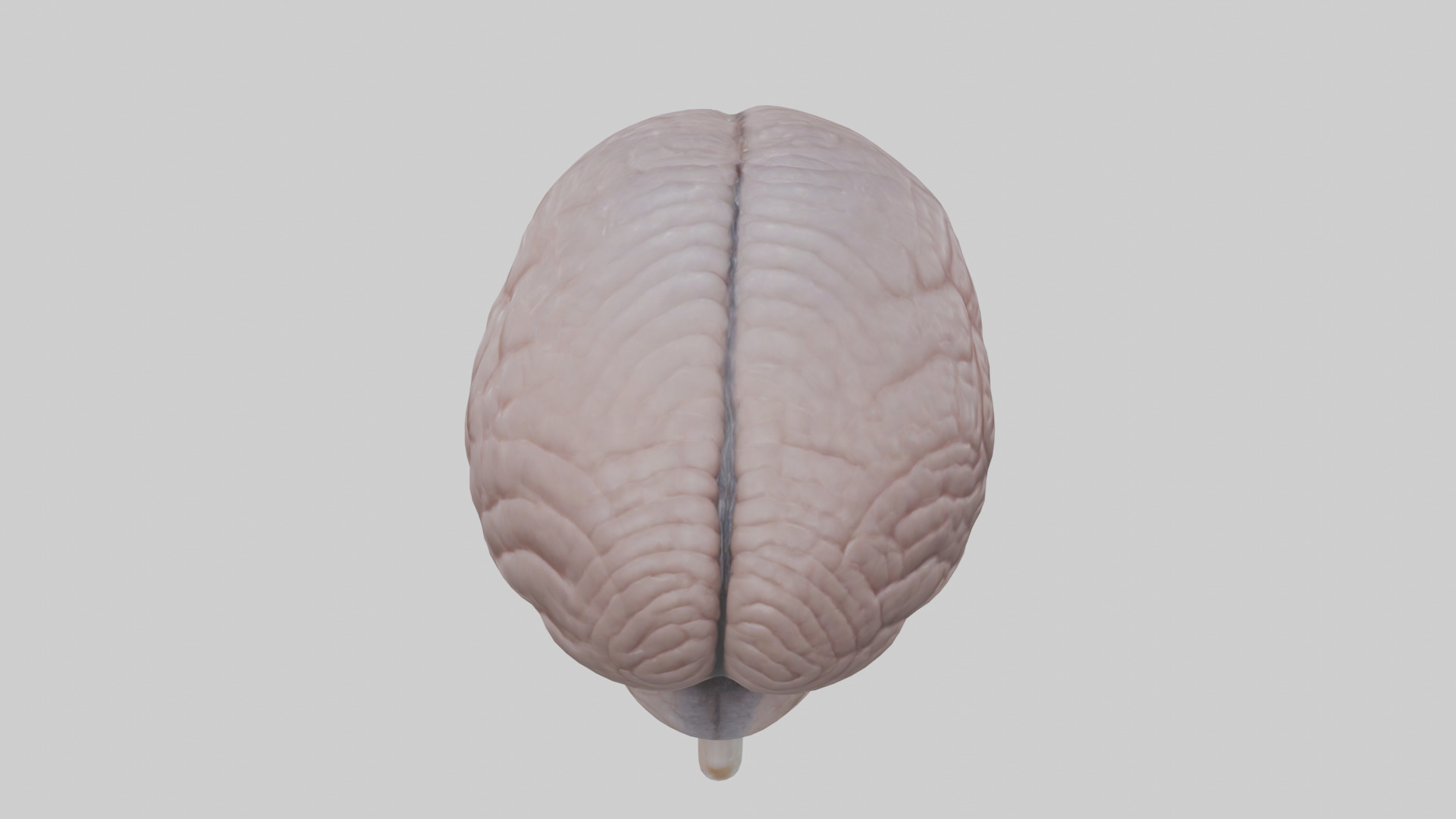 Falcon Brain Low-poly 3D model_25