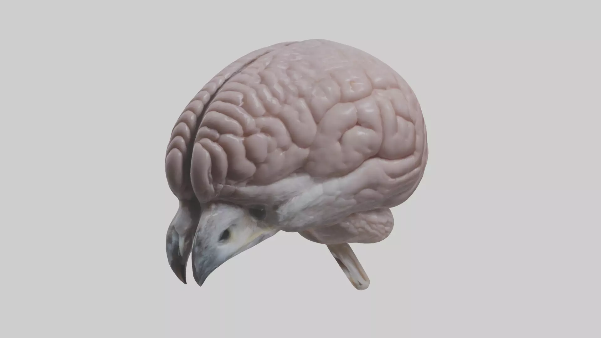 Falcon Brain Low-poly 3D model_0