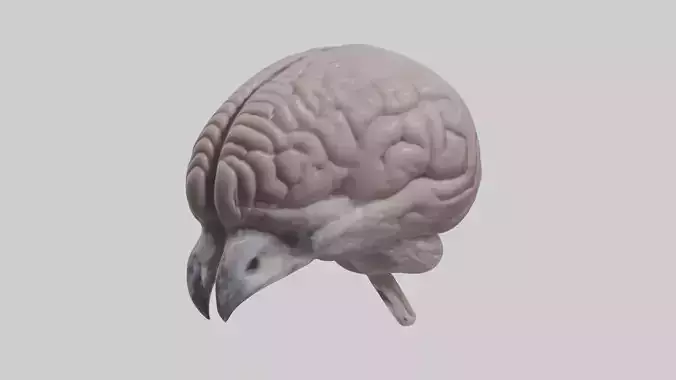 Falcon Brain Low-poly 3D model
