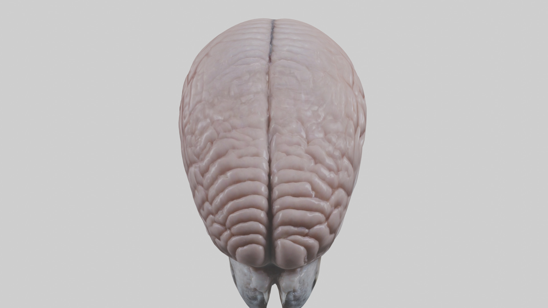 Falcon Brain Low-poly 3D model_26