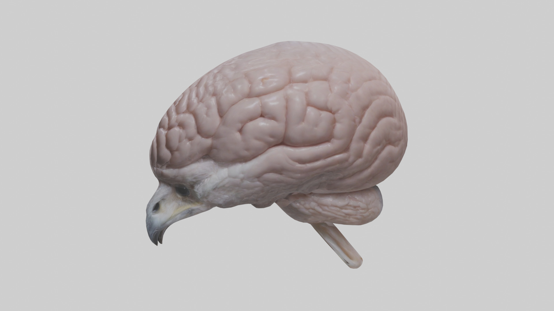 Falcon Brain Low-poly 3D model_22
