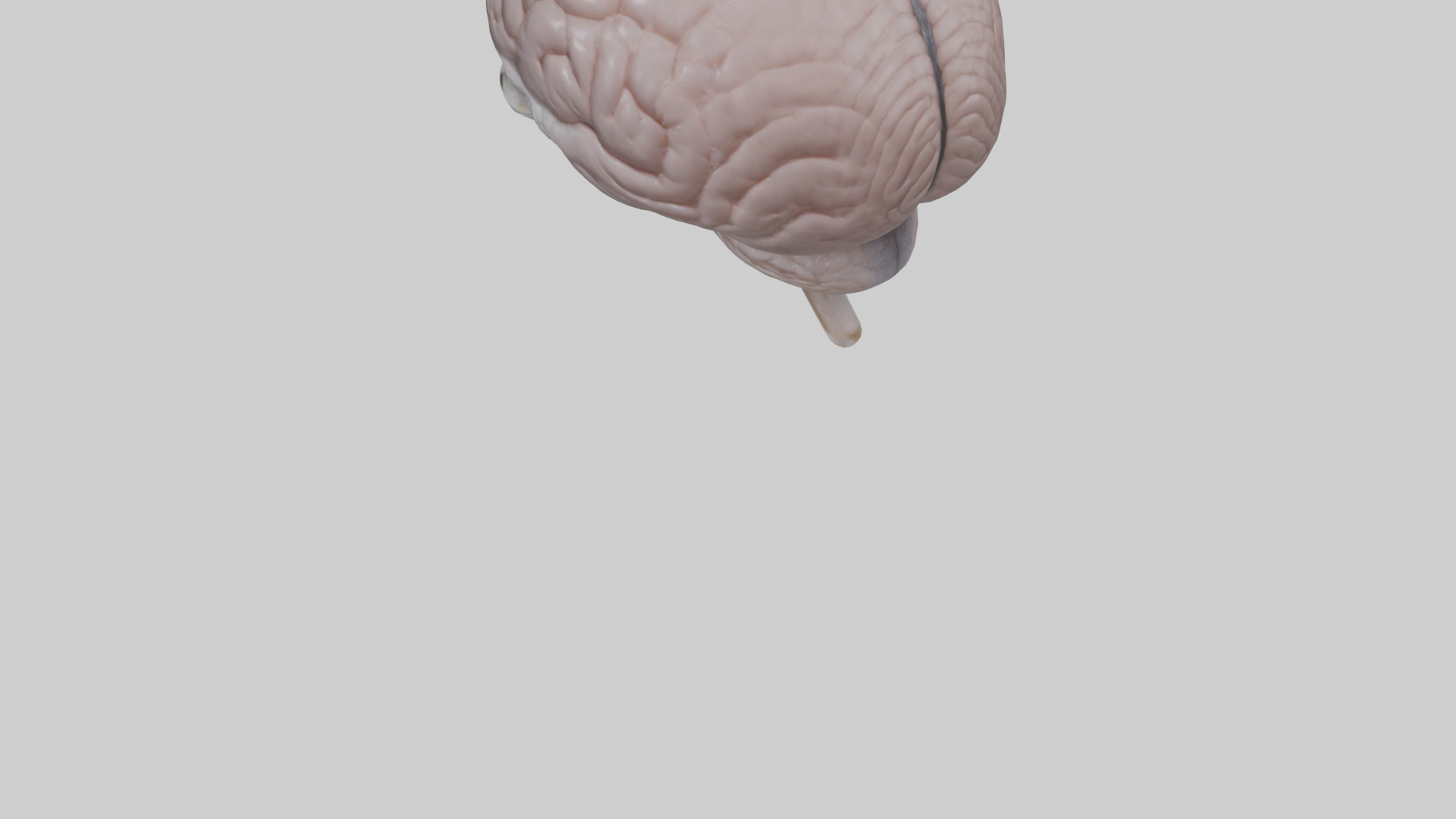 Falcon Brain Low-poly 3D model_4