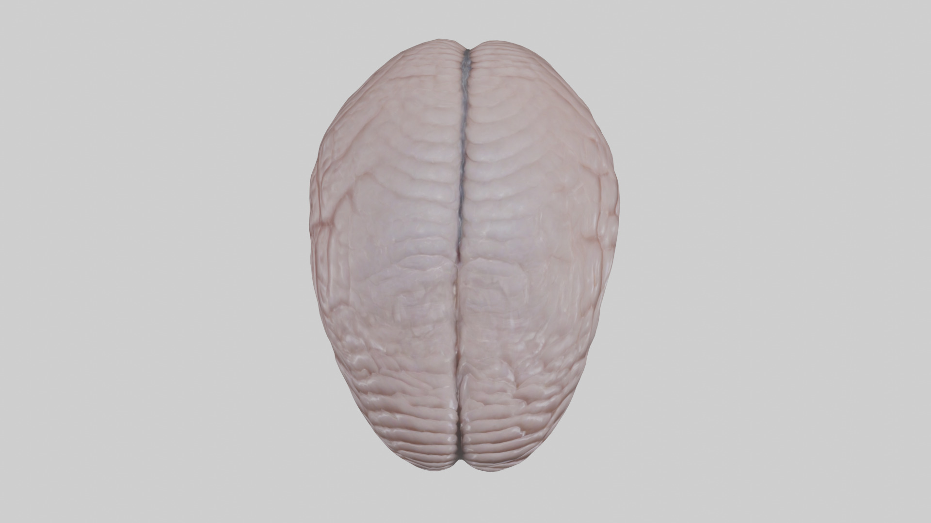 Falcon Brain Low-poly 3D model_24