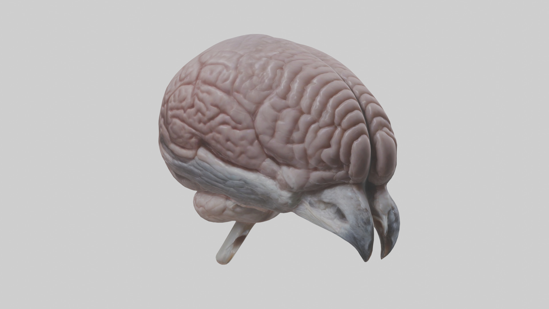 Falcon Brain Low-poly 3D model_16