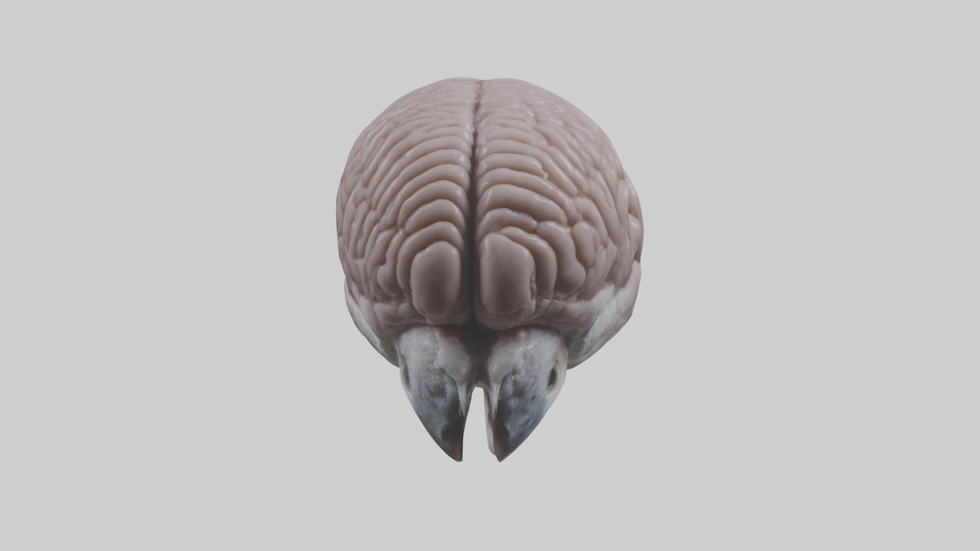 Falcon Brain Low-poly 3D model_14