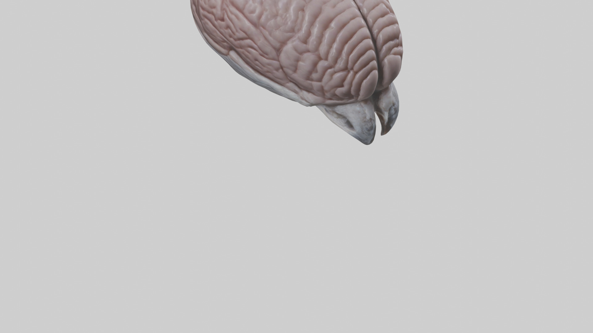 Falcon Brain Low-poly 3D model_7